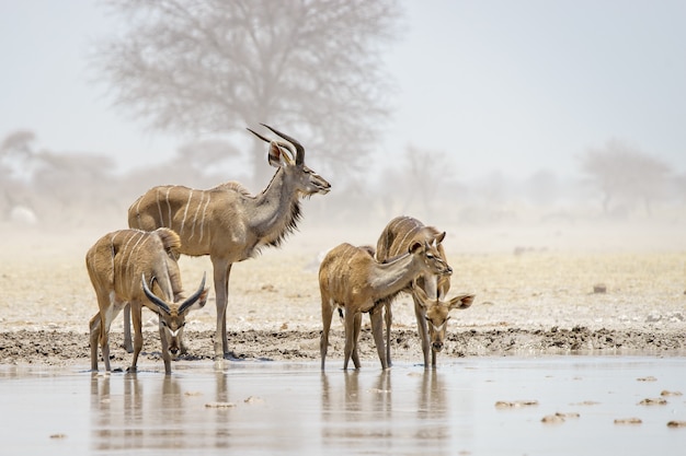 Kudus drinken at Nxai Pan, Botswana