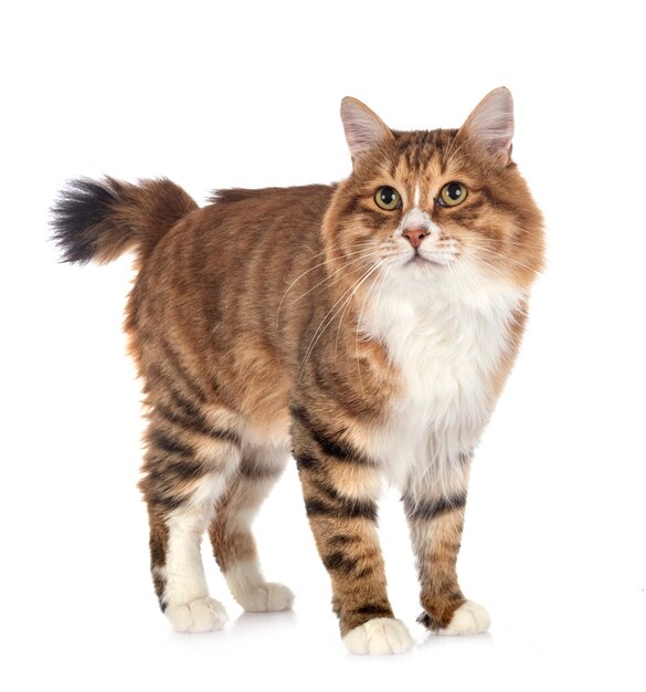 分離された白のベンガル子猫 プレミアム写真