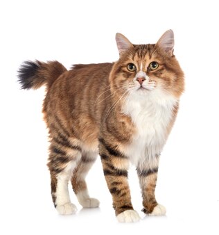 分離された白のベンガル子猫 プレミアム写真 分離された白のベンガル子猫 プレミアム写真