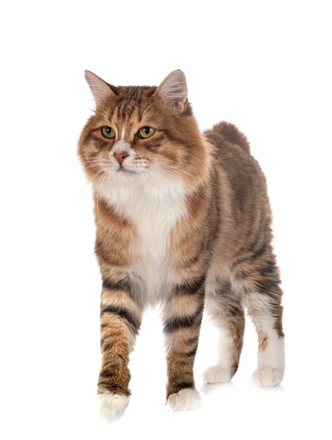 分離された白のベンガル子猫 プレミアム写真