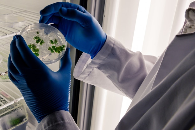 Лаборант исследует зеленое вещество на чашке Петри во время исследования коронавируса