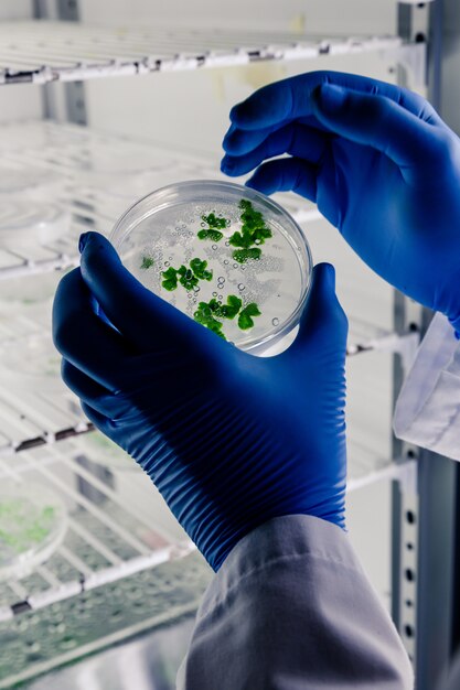 Laboratory worker examining a substance on a petri dish while conducting research