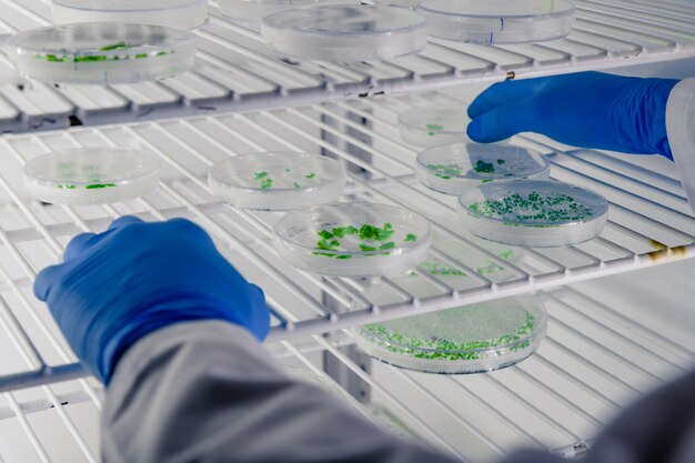 Laboratory worker examining a substance on petri dishes while conducting coronavirus research