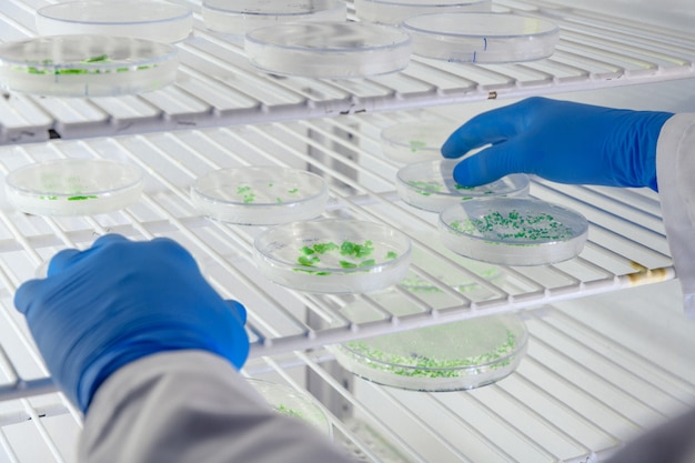 코로나 바이러스 연구를 수행하는 동안 페트리 접시의 물질을 검사하는 실험실 작업자