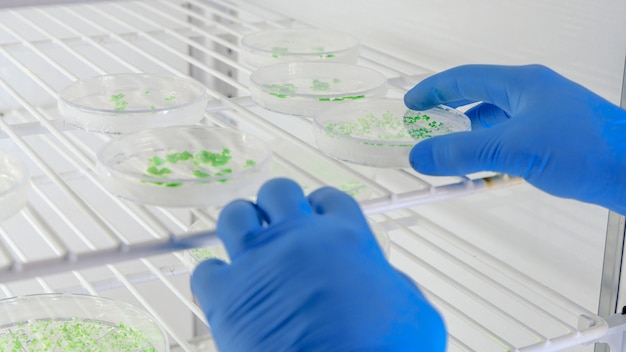 Лаборант исследует вещество на чашках Петри во время исследования коронавируса