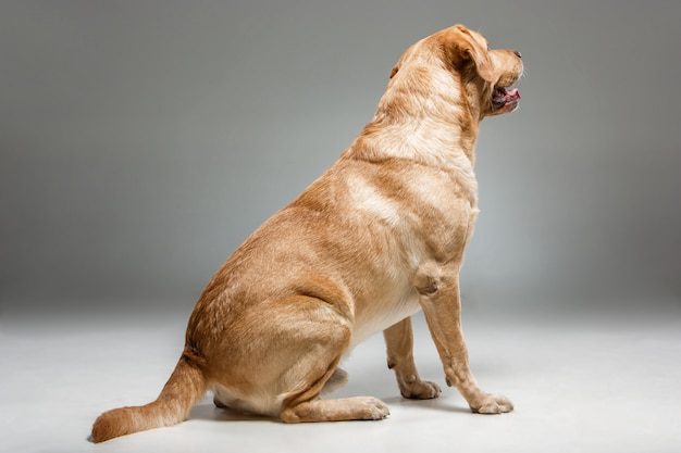 Labrador   beautiful dog