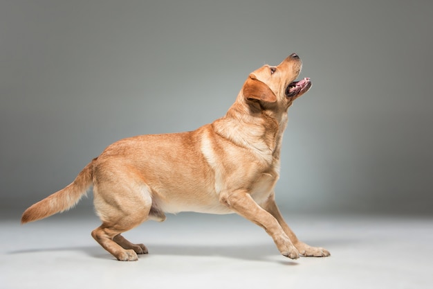 Free photo labrador   beautiful dog