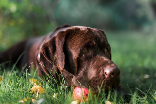 Labrador lying on green grass with ball