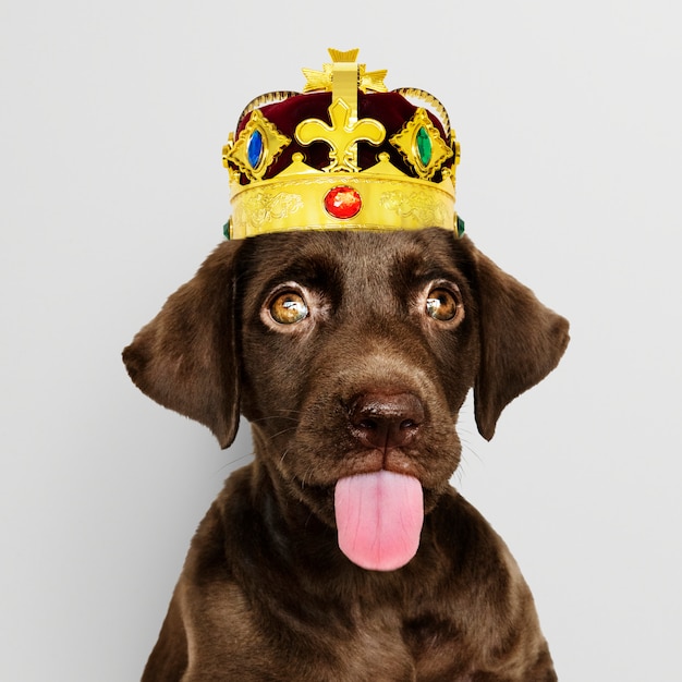 Free photo labrador puppy wearing crown