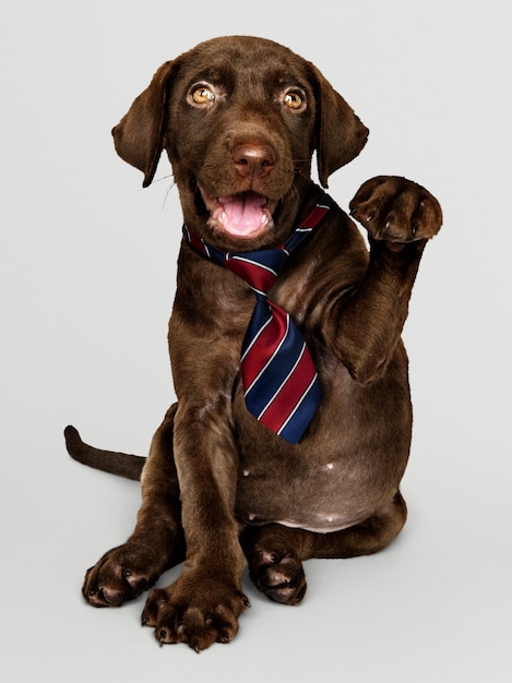 Labrador puppy wearing tie