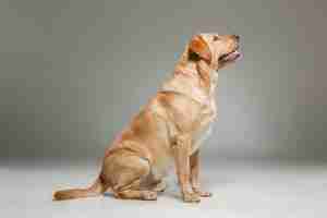 Free photo labrador retrieve