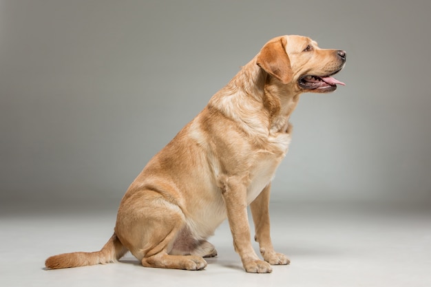 Labrador retrieve 