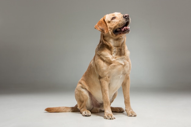 Labrador retrieve 