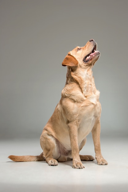 Foto gratuita labrador recuperare