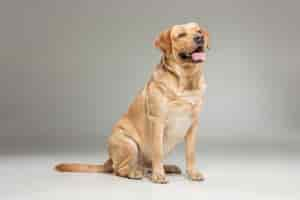 Free photo labrador retrieve