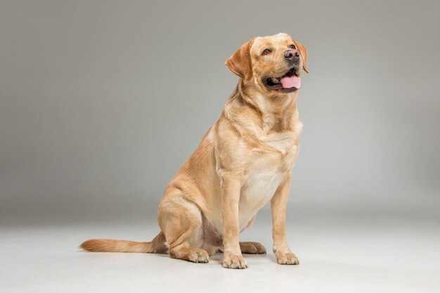 Labrador retrieve 