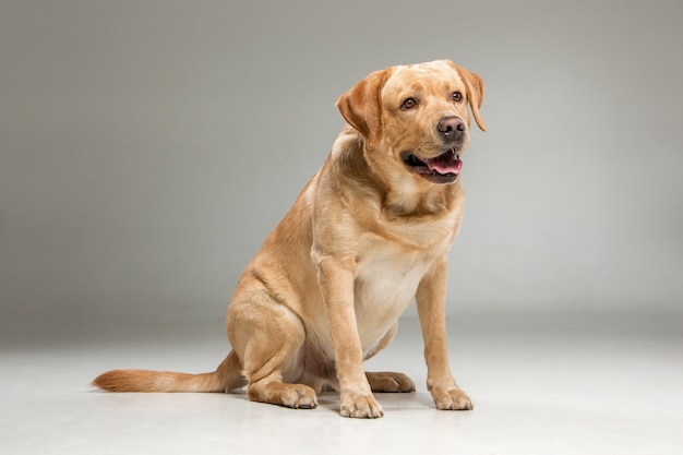 Free photo labrador retrieve