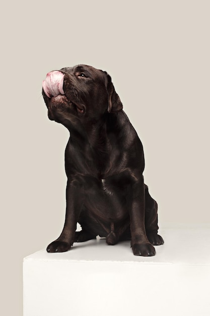 Labrador Retriever dog breed dog brown Wide tongue out hunger. emotions of animals and licking dog concept.