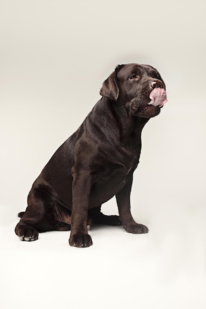 Labrador Retriever dog breed dog brown Wide tongue out hunger. emotions of animals and licking dog concept.