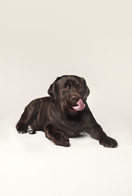 Free photo labrador retriever dog breed dog brown wide tongue out hunger