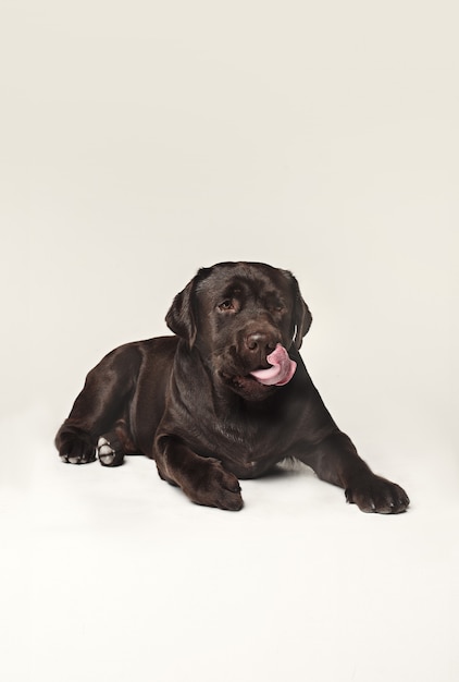 Лабрадор ретривер собака породы собак коричневого цвета с широким языком голода