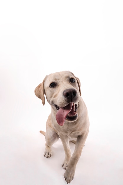 Free photo labrador retriever