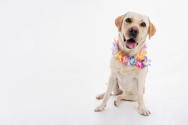 Free photo labrador retriever