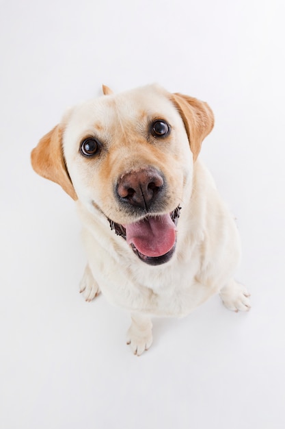 Free photo labrador retriever