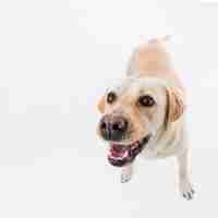 Free photo labrador retriever