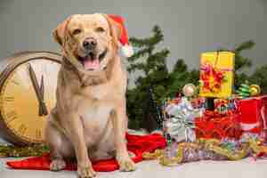 Foto gratuita labrador con cappello da babbo natale. ghirlanda di capodanno