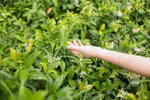 Free photo lady's hand touching green grass