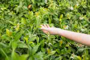 Free photo lady's hand touching green grass