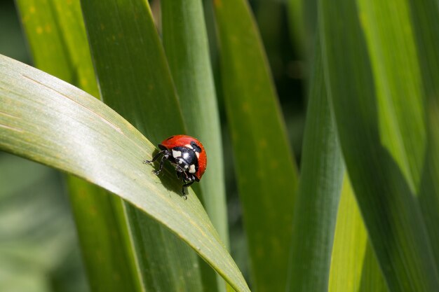 Ladybug sitting on a green leaf behind many others