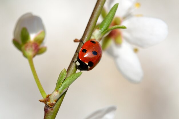"Ladybug on white flower"