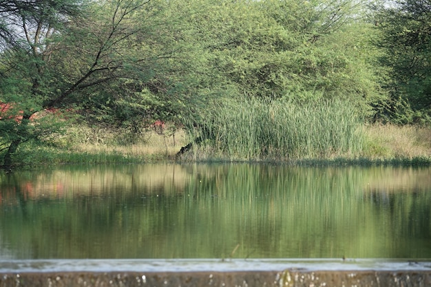 Foto gratuita lago con cespugli in background