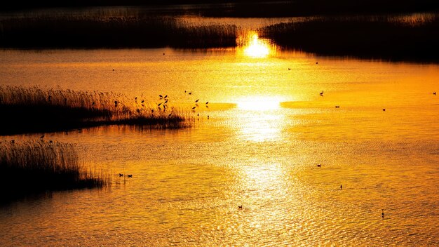 Lake with multiple herons at sunset with yellow sunlight reflected in the surface of the water in Moldova