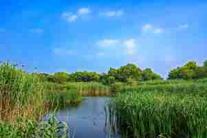 Free photo lake with plants