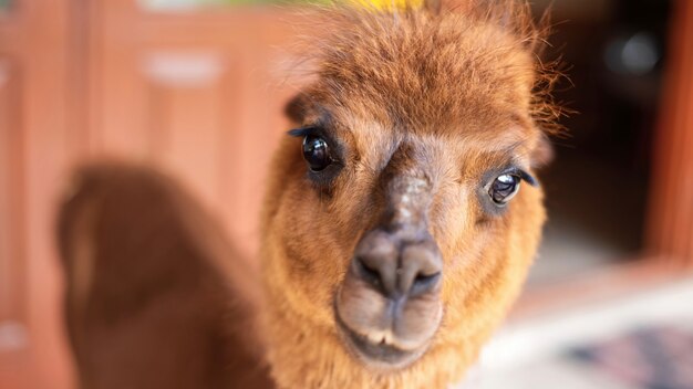 Lama with brown-orange fur looking into camera at zoo