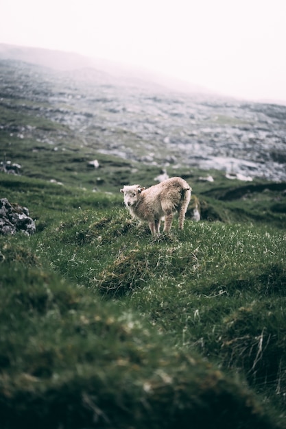 lamb in a green hill at the coast