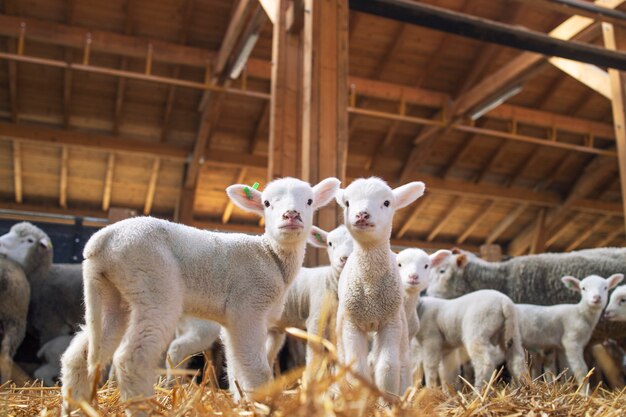 Lambs looking at front in the wooden barn