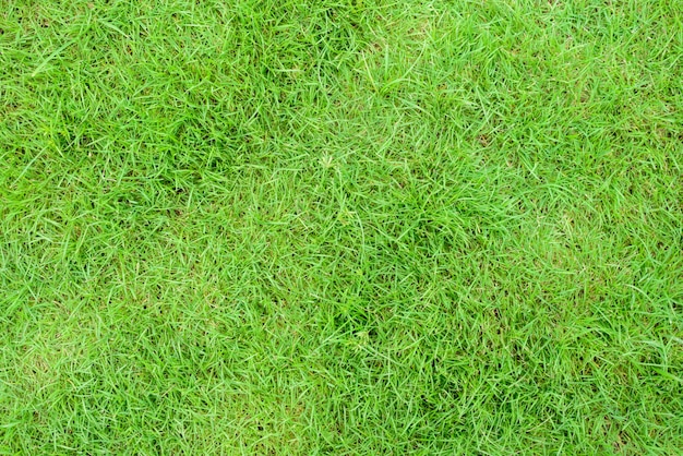 land grass spring meadow top