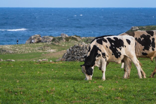 바다 근처 목초지에서 풀을 뜯는 흑백 소의 풍경