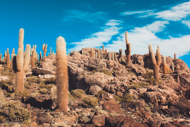 Landscape of cactus