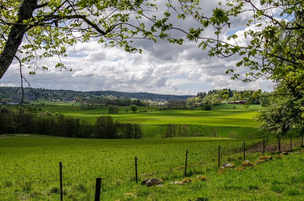 Landscape of a field covered in greenery under a cloudy sky at daytime