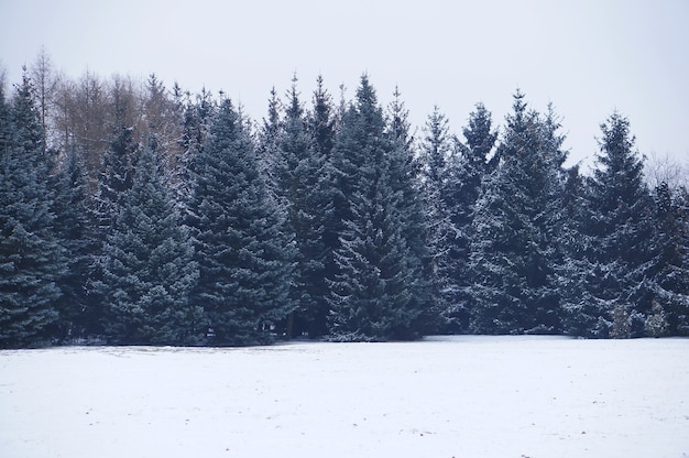 冬の昼間は雪に覆われた常緑樹に囲まれた野原の風景