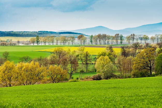 Landscape of field with oilseed rape