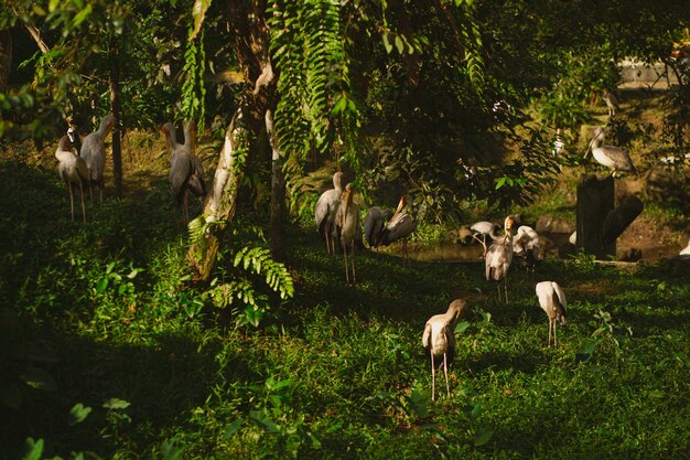 Landscape of a forest covered in greenery with pelicans standing on the ground under sunlight