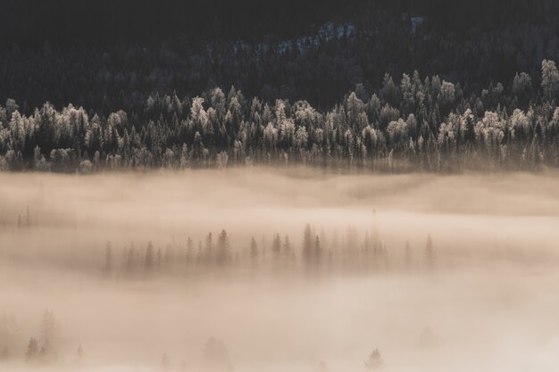 Пейзаж леса, покрытого снегом и туманом под солнечным светом зимой