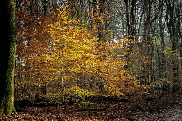 秋の日差しの下で色とりどりの葉に覆われた木々に囲まれた森の風景