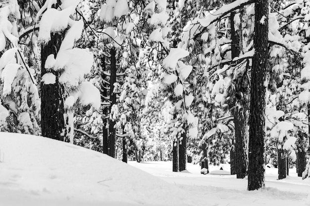 日光の下で雪に覆われた木々に囲まれた森の風景